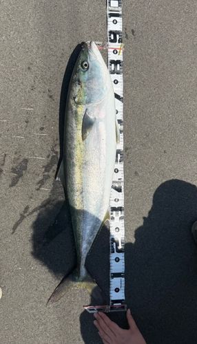 ブリの釣果