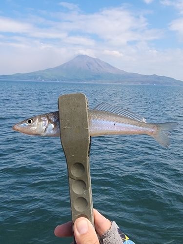 キスの釣果