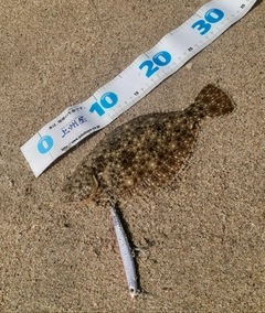 ソゲの釣果