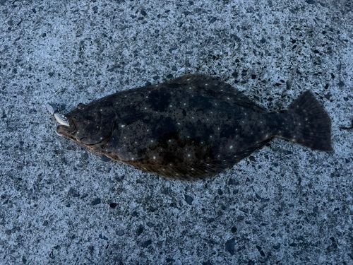 ヒラメの釣果