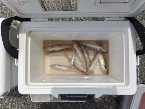 キスの釣果