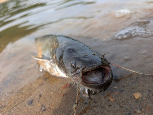 ナマズの釣果