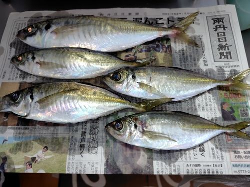 アジの釣果