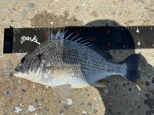 キビレの釣果
