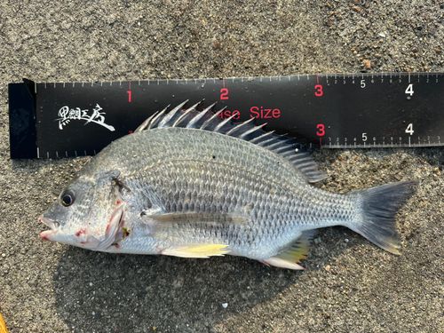 キビレの釣果