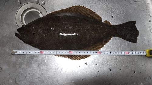 ヒラメの釣果