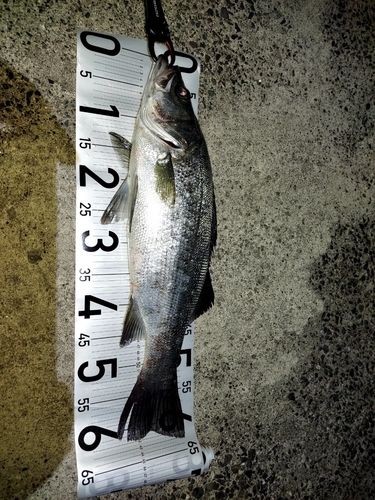 ヒラスズキの釣果