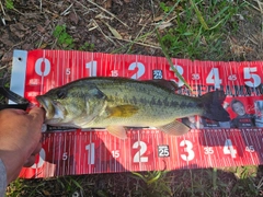ラージマウスバスの釣果
