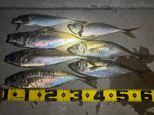 アジの釣果