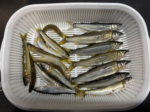 アユの釣果
