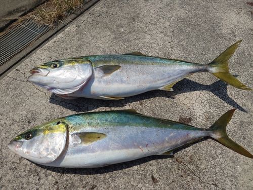 メジロの釣果