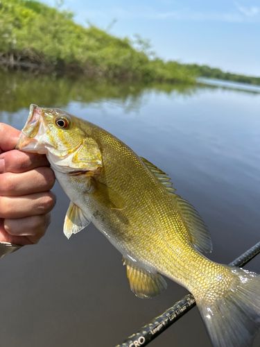 スモールマウスバスの釣果