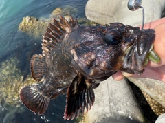 ムラソイの釣果