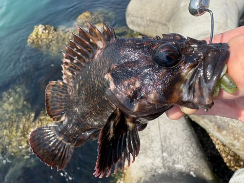 ムラソイの釣果