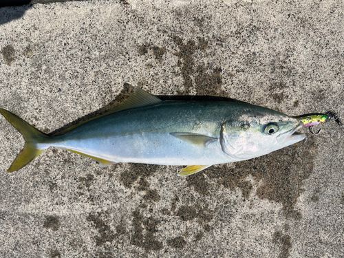 イナダの釣果