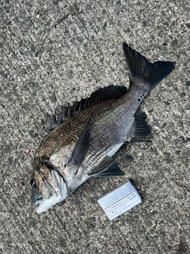 チヌの釣果