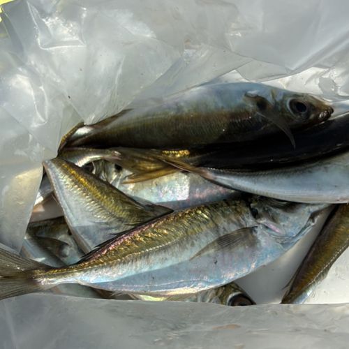 マアジの釣果