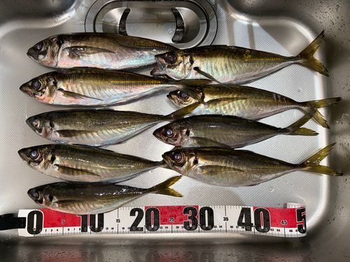 アジの釣果