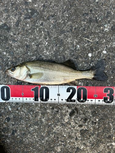 セイゴ（マルスズキ）の釣果