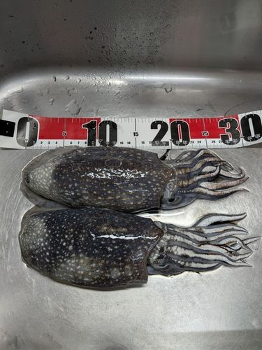 シリヤケイカの釣果