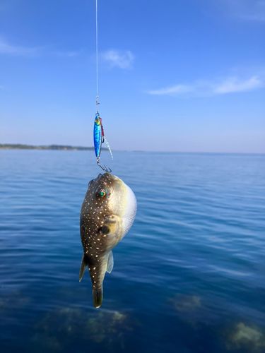 クサフグの釣果