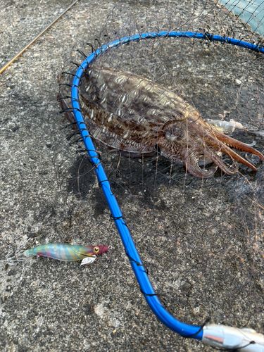 モンゴウイカの釣果