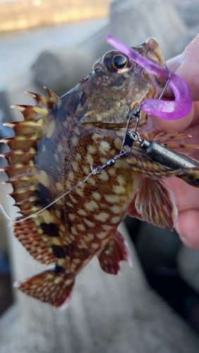 カサゴの釣果