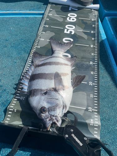 イシダイの釣果