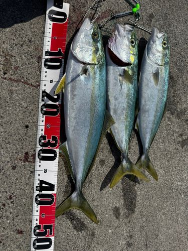イナダの釣果