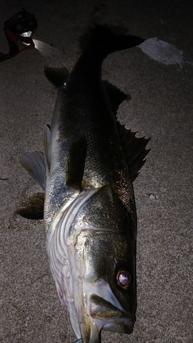 シーバスの釣果