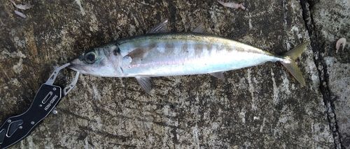 ムロアジの釣果