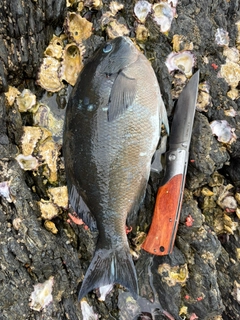 クロメジナの釣果