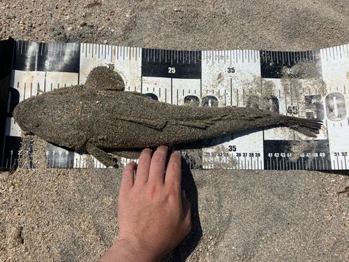 マゴチの釣果
