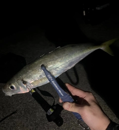 マアジの釣果