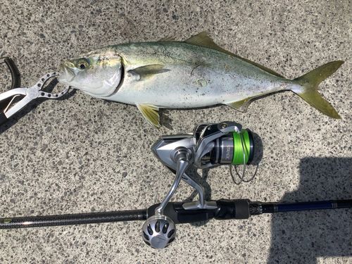 イナダの釣果