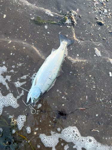 サクラマスの釣果