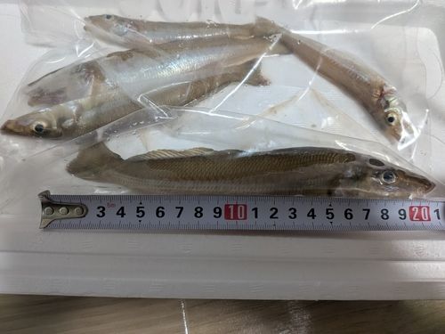 キスの釣果