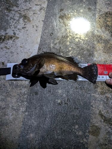 クロメバルの釣果