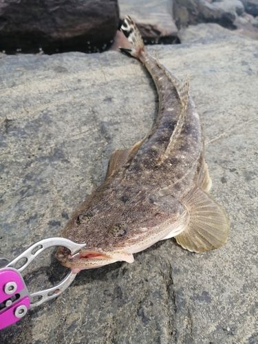 マゴチの釣果