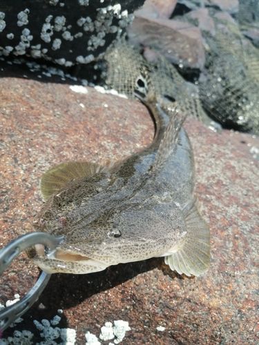 マゴチの釣果