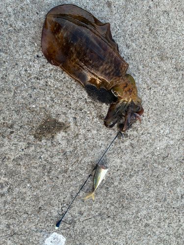 アオリイカの釣果