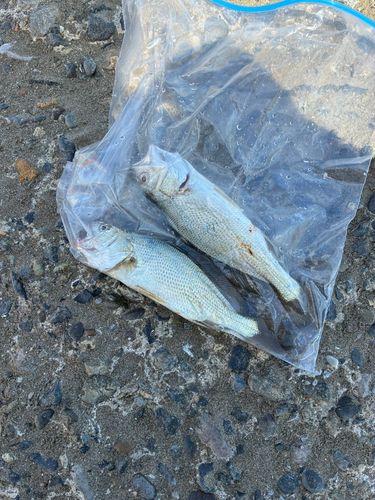 イシモチの釣果