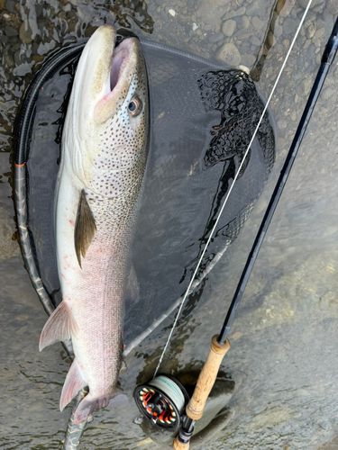 イトウの釣果