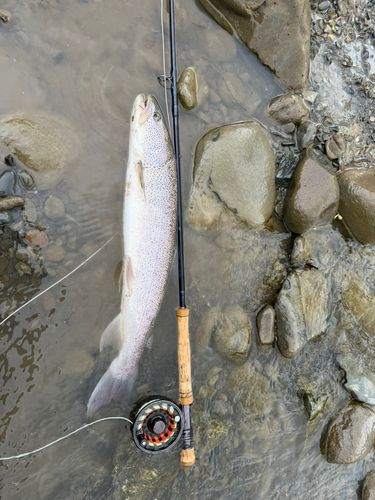 イトウの釣果