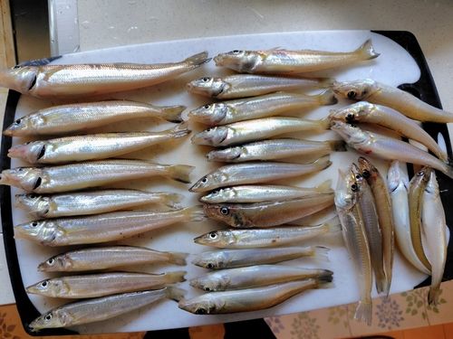 キスの釣果