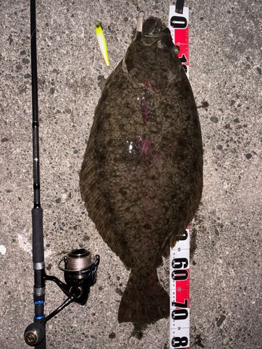 ヒラメの釣果