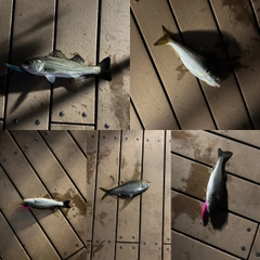マルタウグイの釣果