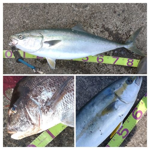 ブリの釣果