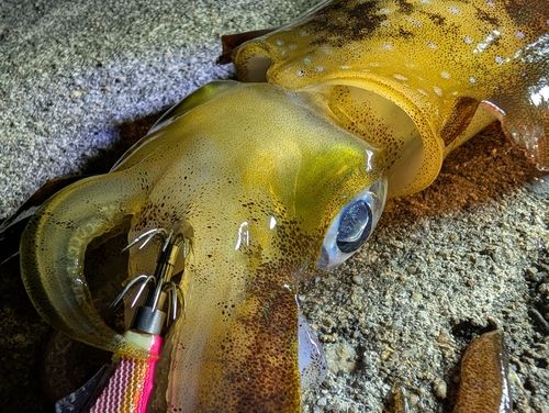 アオリイカの釣果