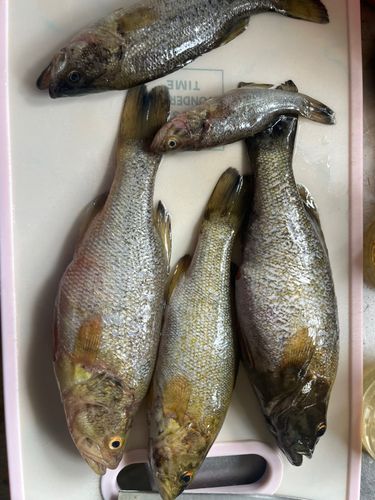 スモールマウスバスの釣果